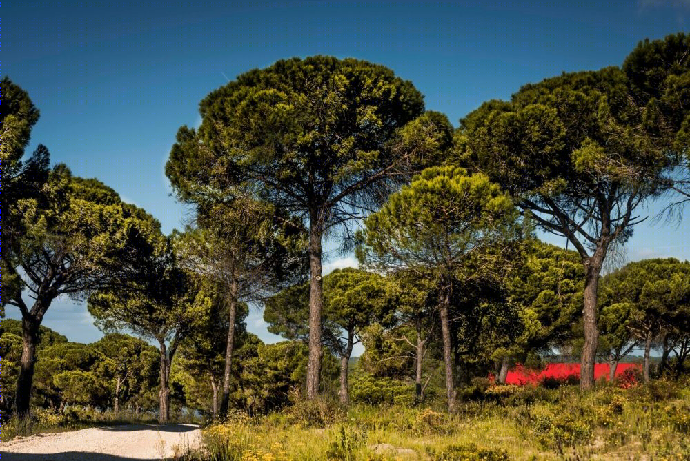 瑞贝尔奥德雷 400㎡豪华住宅设计-4