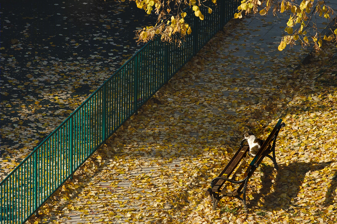 Neighborhood-9