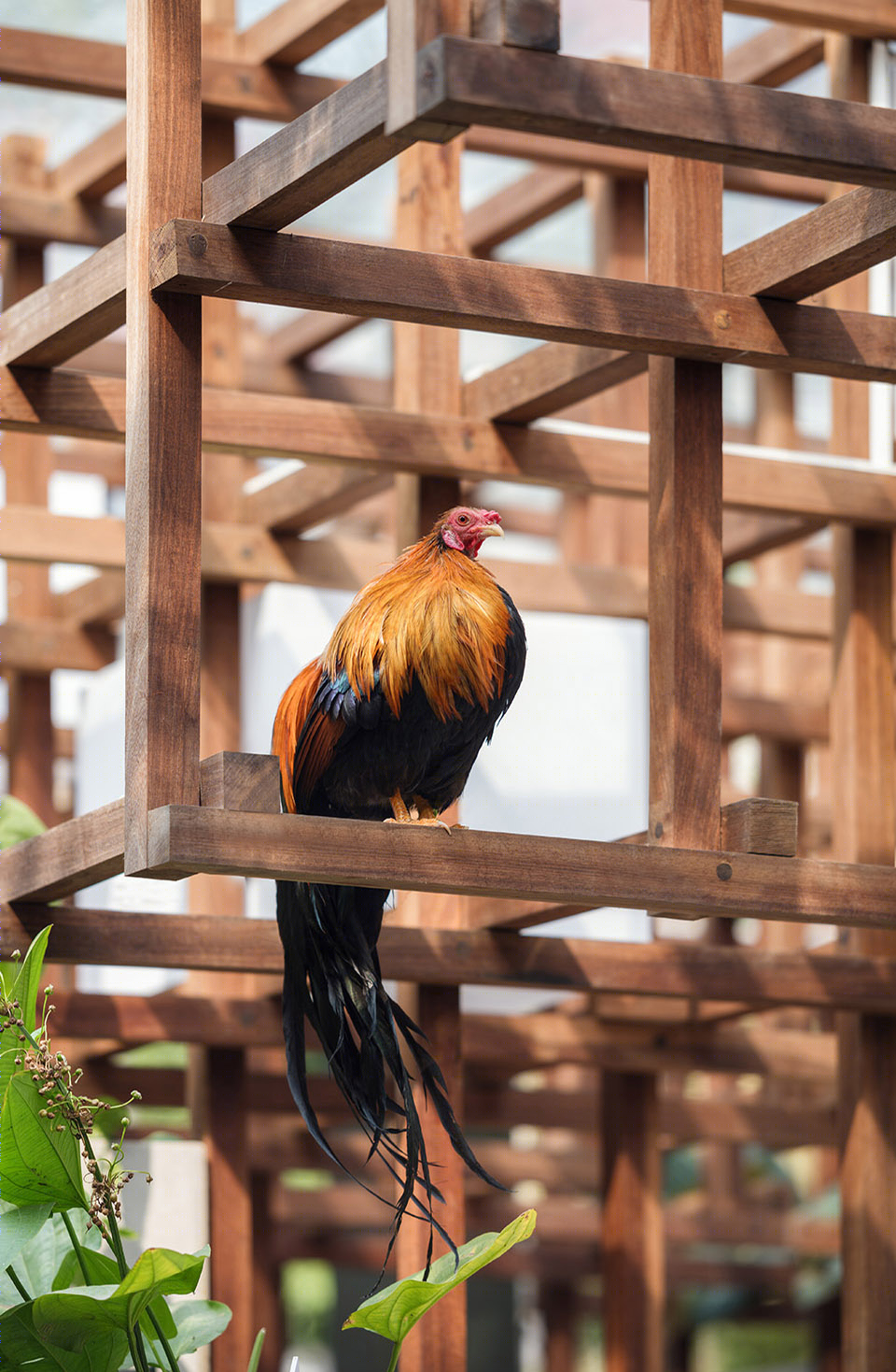 城市生态模型 | 越南 VAC 图书馆-50