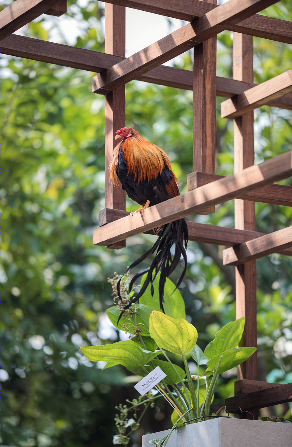城市生态模型 | 越南 VAC 图书馆-49