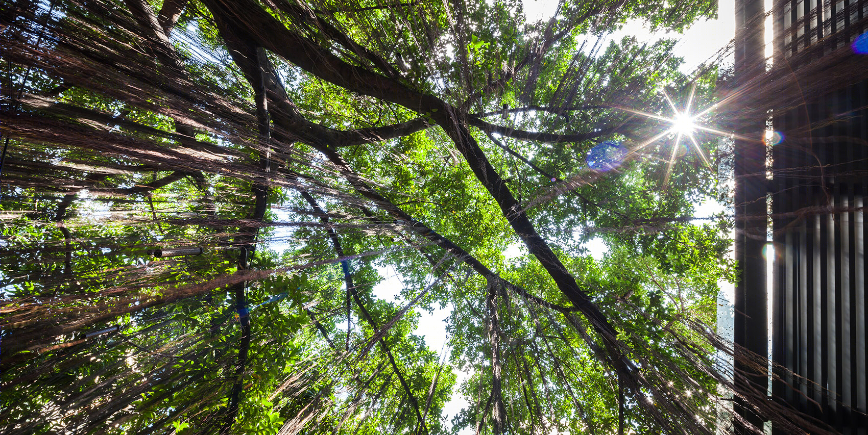 曼谷榕树下的清凉酒店-19