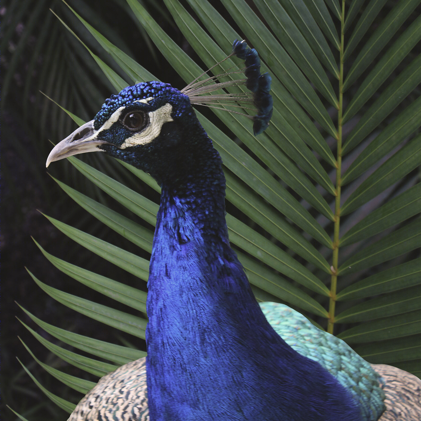 Dreams Tulum Resort & Spa-5