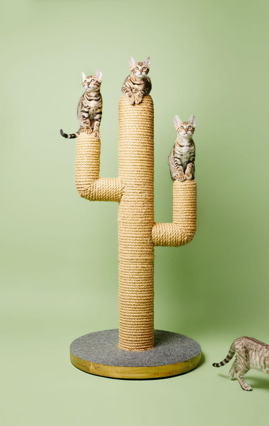猫树 | 摄影家 Pascale Weber 的独特室内设计视角-14