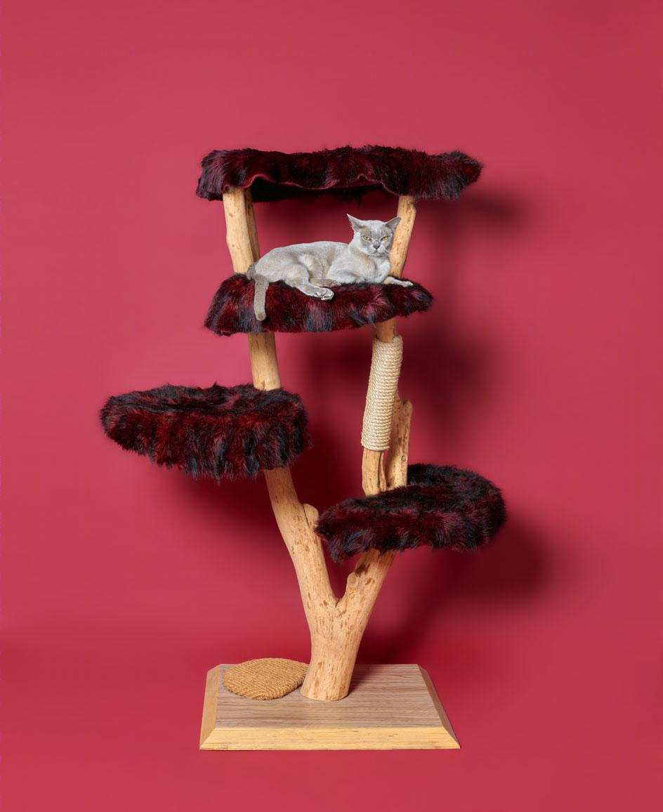 猫树 | 摄影家 Pascale Weber 的独特室内设计视角-16