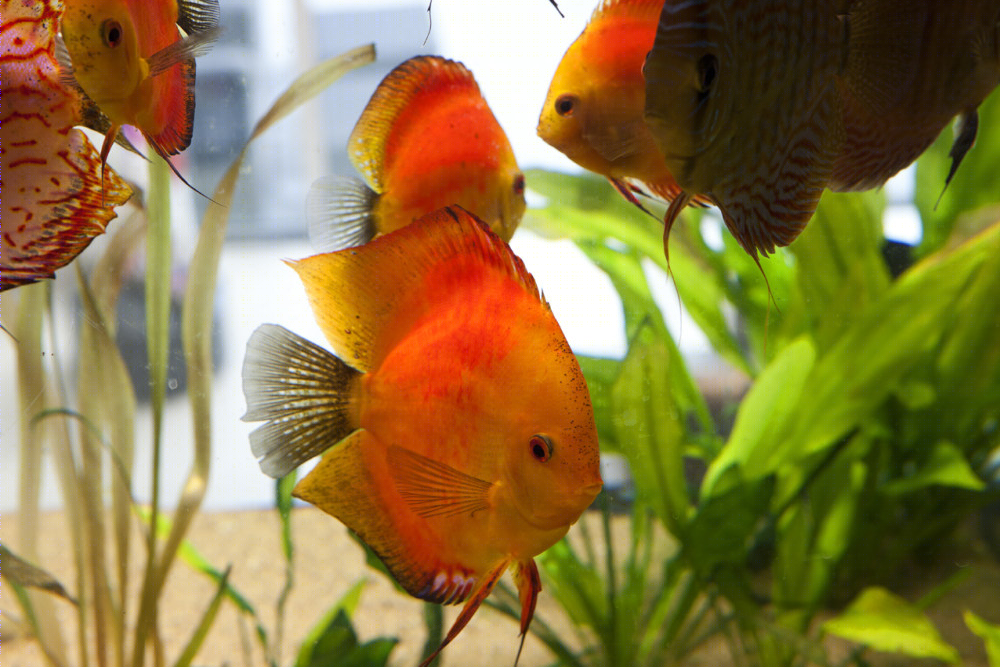现代水族馆别墅-11