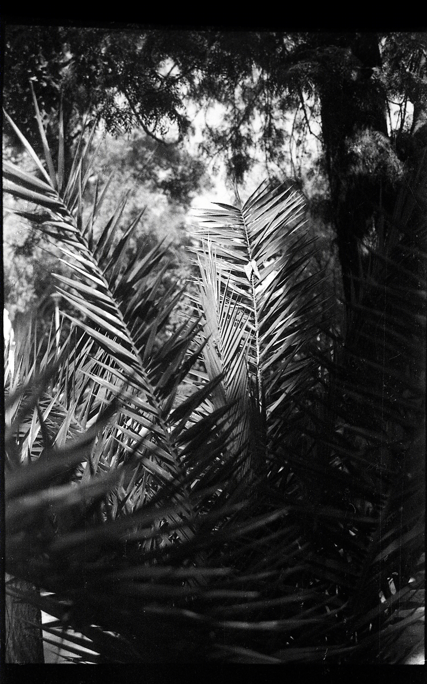 AGFA APX-2