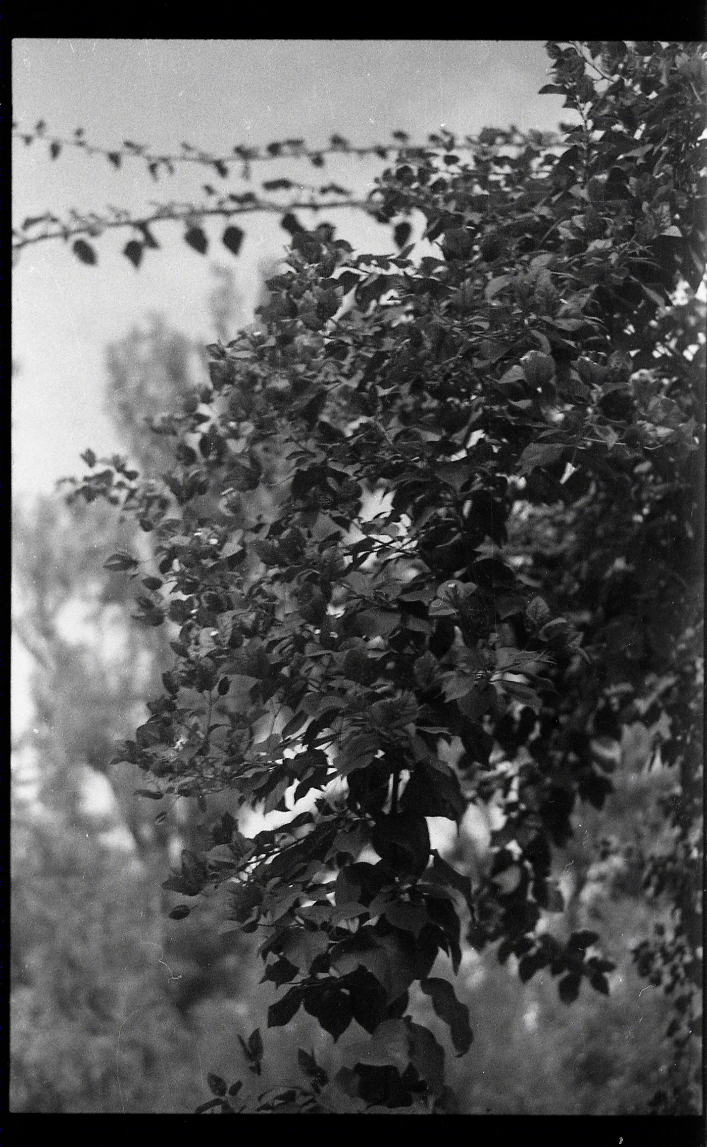 AGFA APX-4
