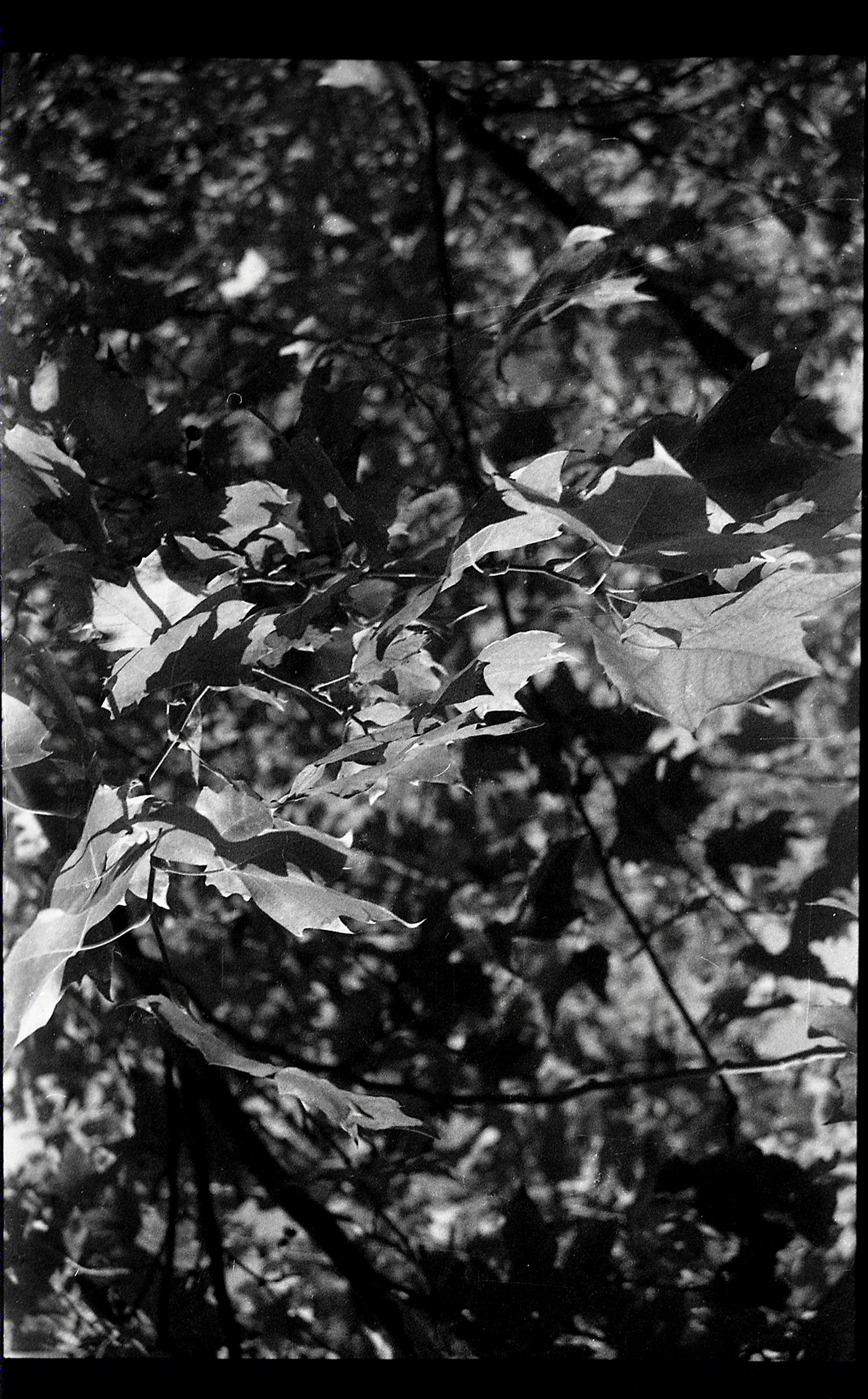 AGFA APX-5