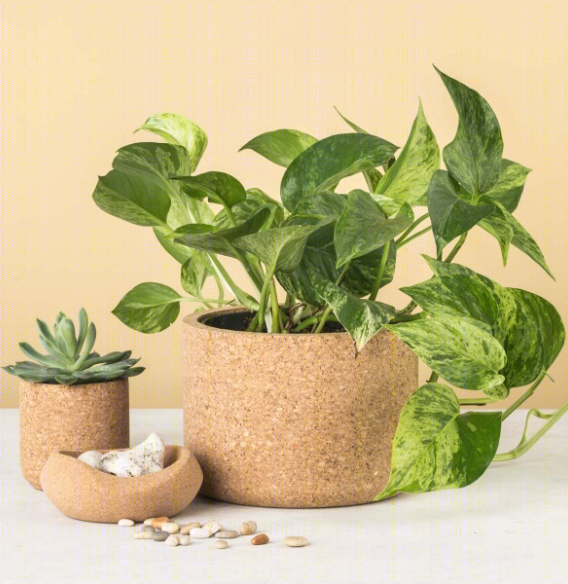 无窗办公室的明亮变身 | RB Pharma 葡萄牙总部设计-36