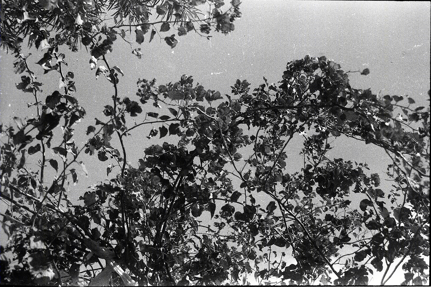 AGFA APX-6
