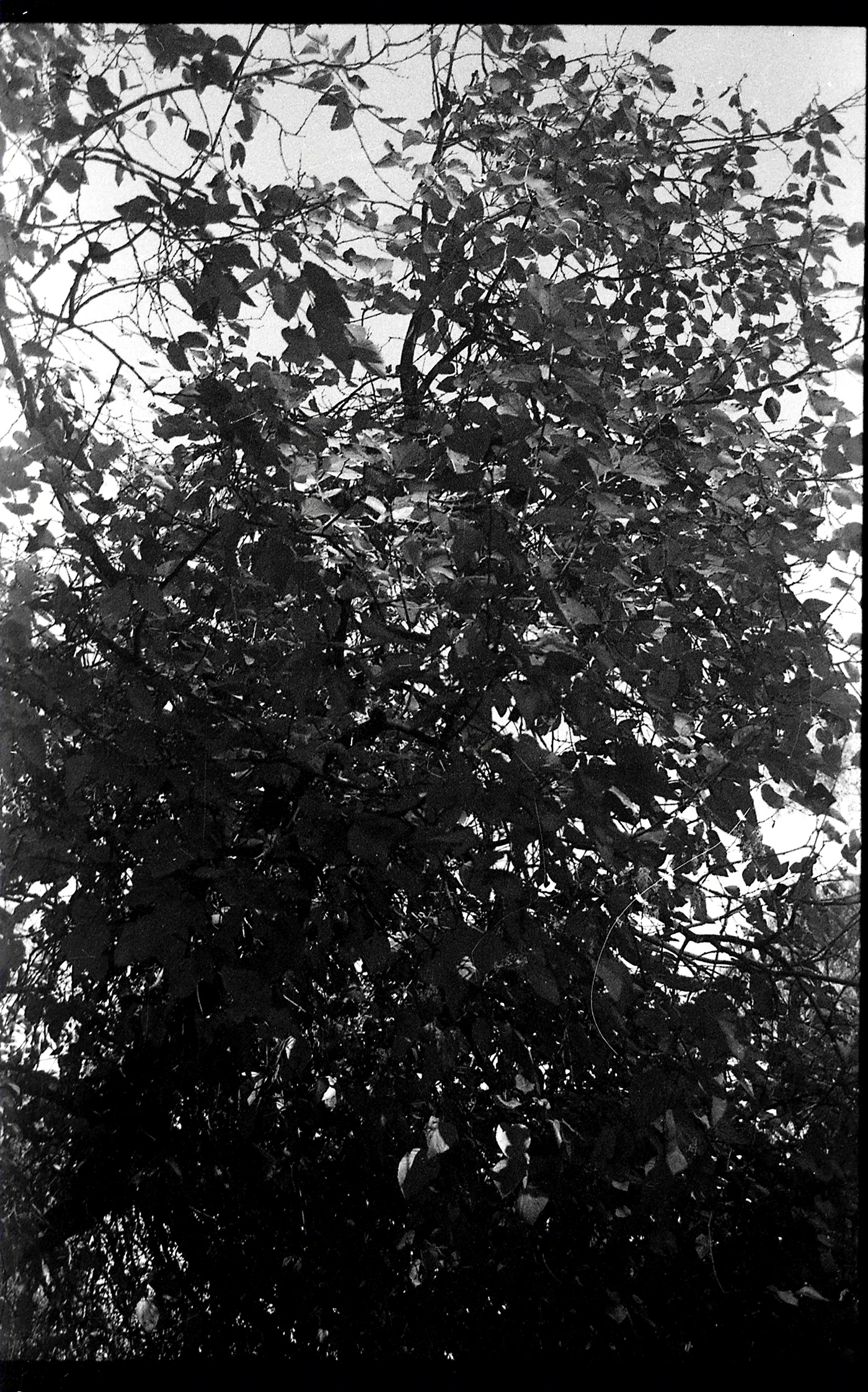 AGFA APX-9