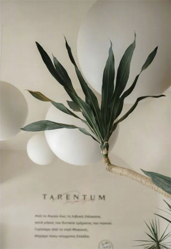 TARENTUM 萄木丨中国深圳丨RBD DESIGN BOX-27