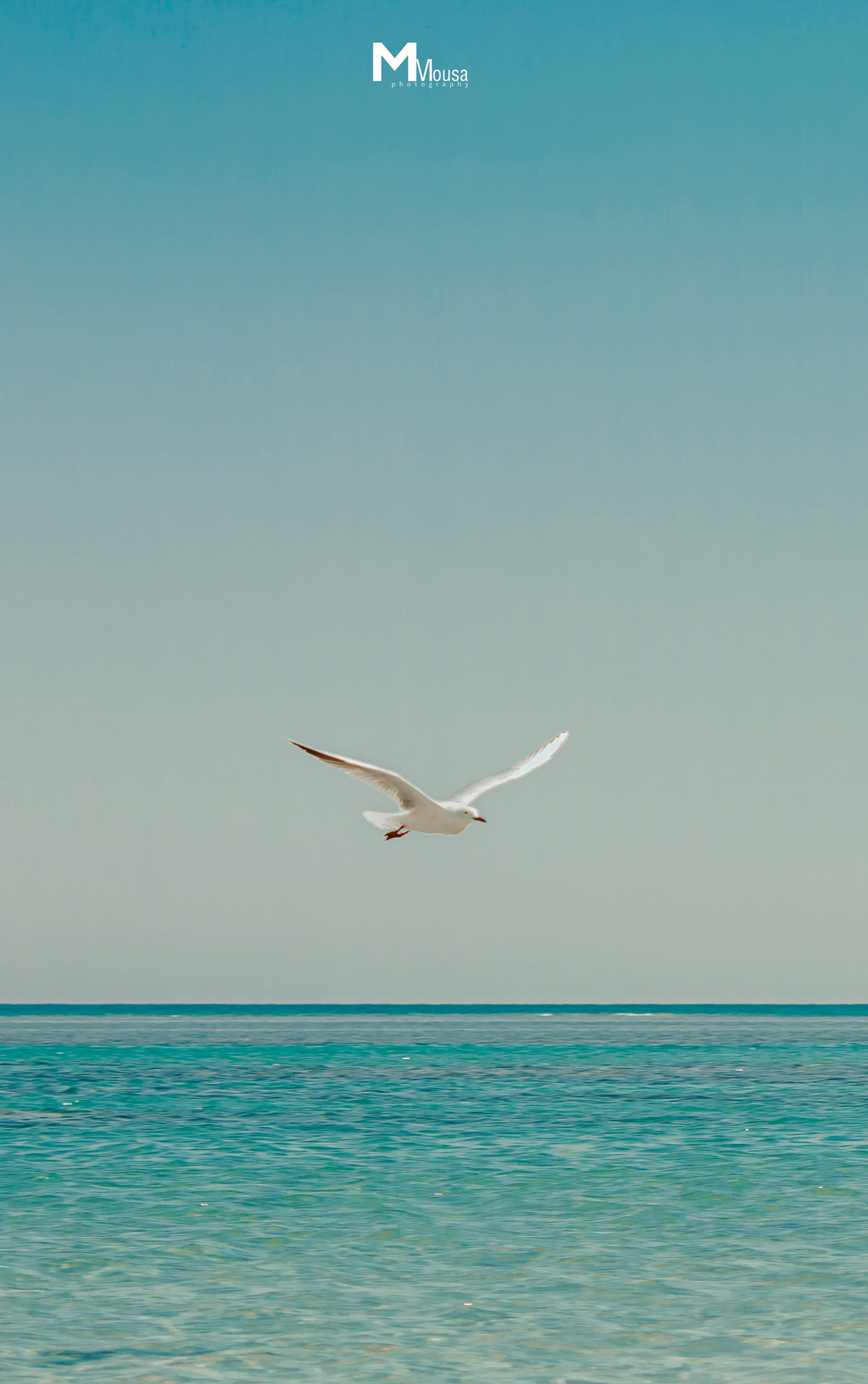 Seagull-0