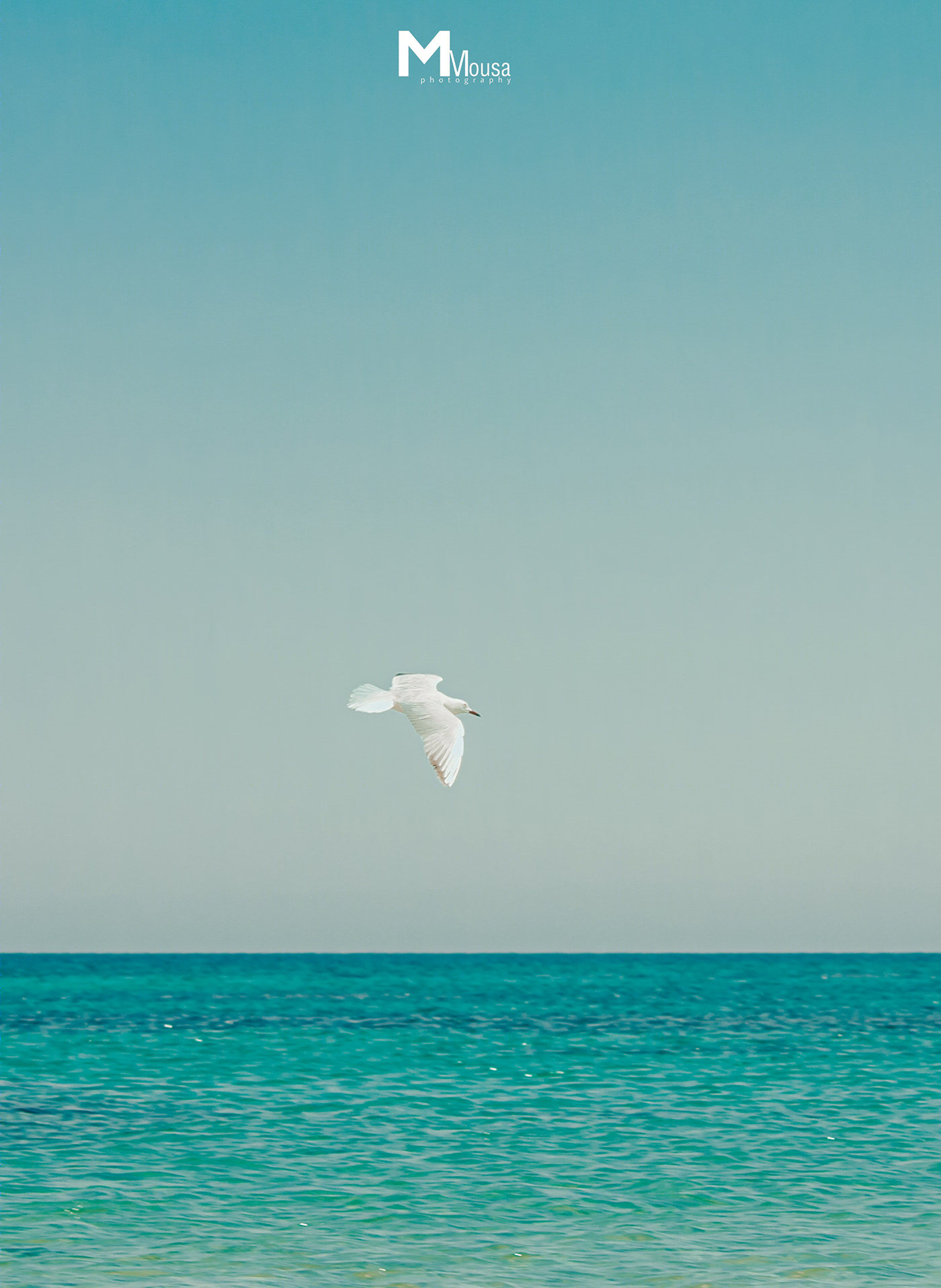 Seagull-1