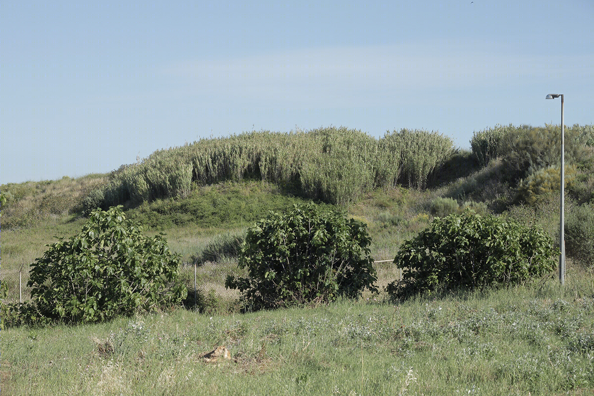 Some Version Of Pastoral-0