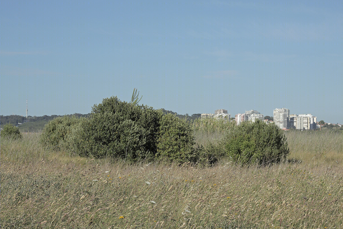 Some Version Of Pastoral-1