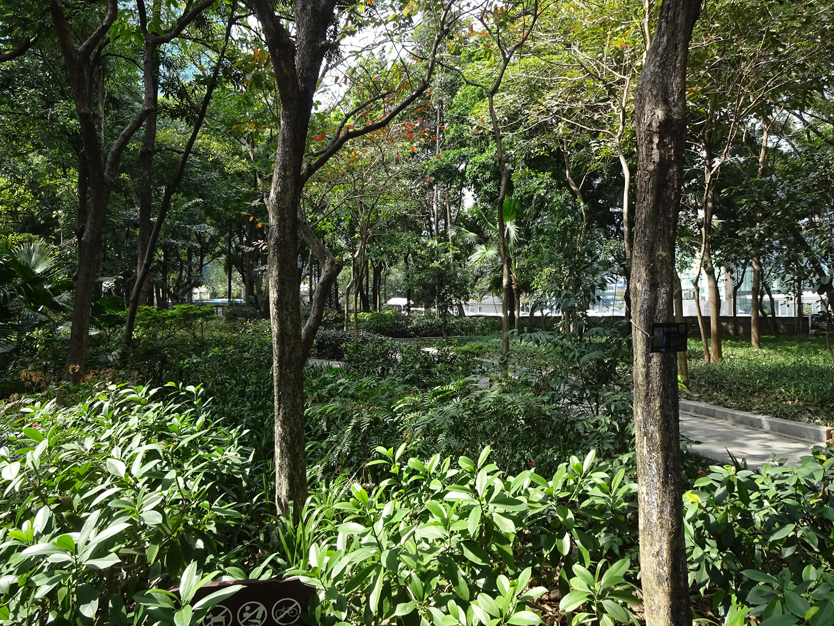 罗湖区“三横四纵”道路沿线视觉一体化·笋岗东路丨深圳市新西林园林景观有限公司-41