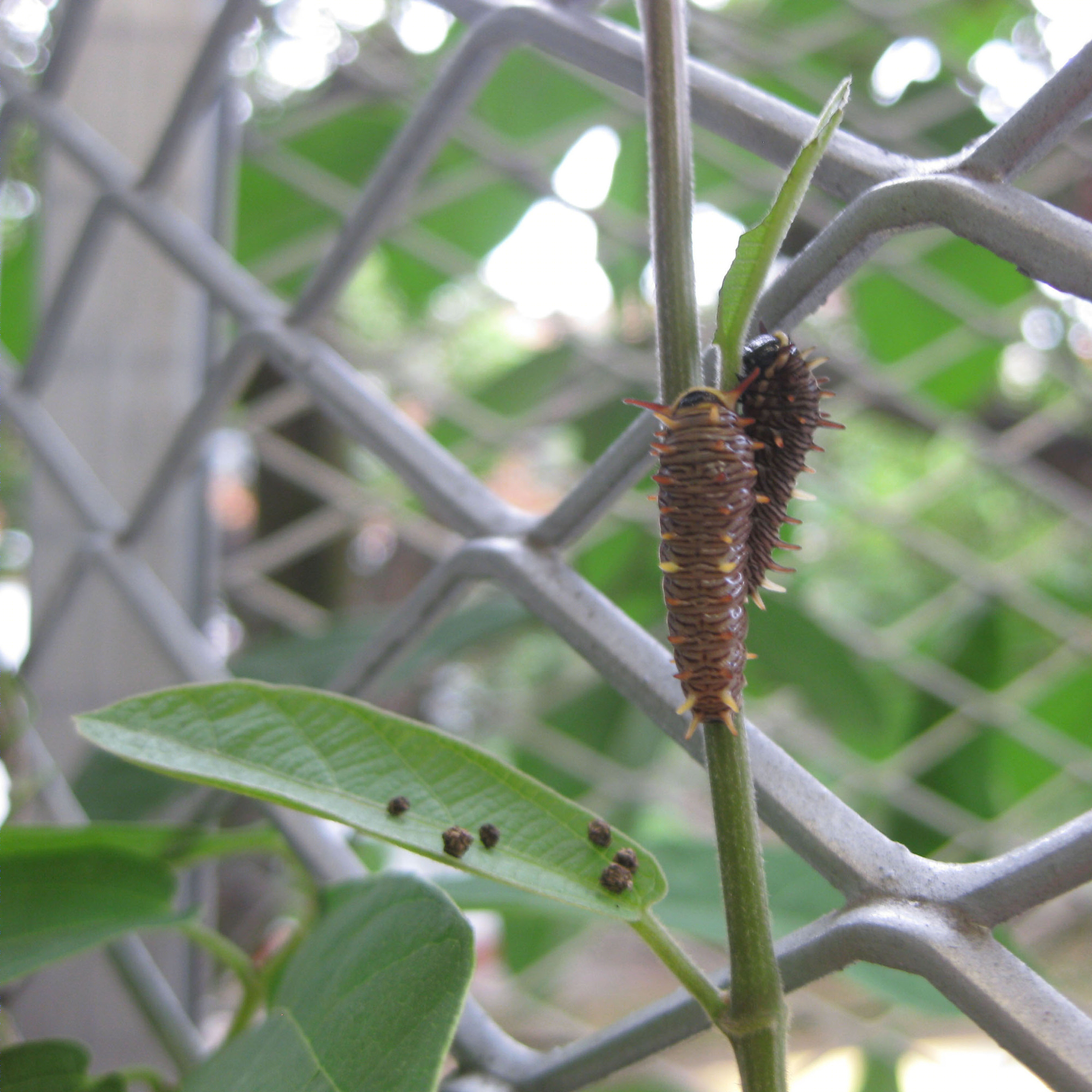 生态建筑的温床 | Cali 市的 Host and Nectar Garden Building-23