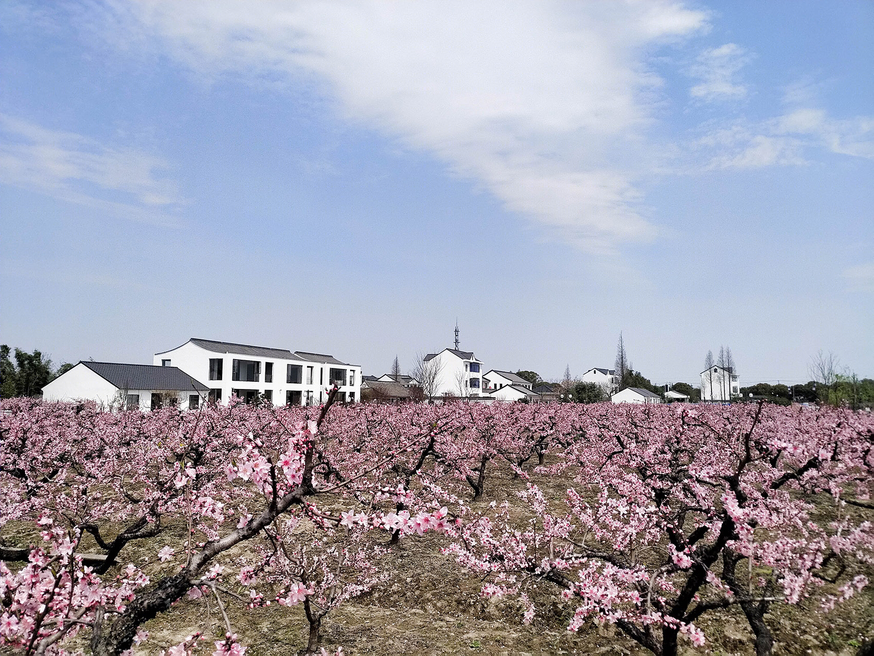 上海“乡村振兴示范村”·吴房村丨中国美术学院风景建筑设计研究总院-24