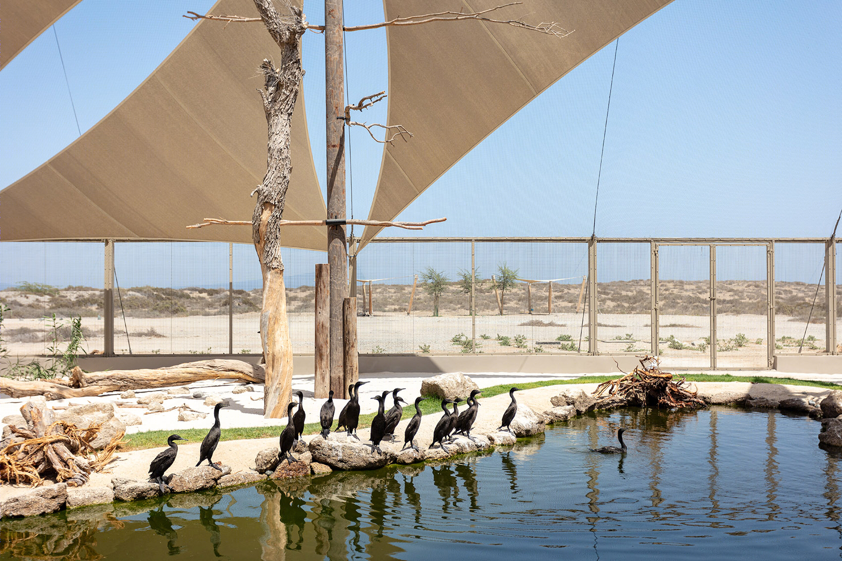 阿联酋 Khor Kalba 海龟保护中心丨Hopkins Architects-45