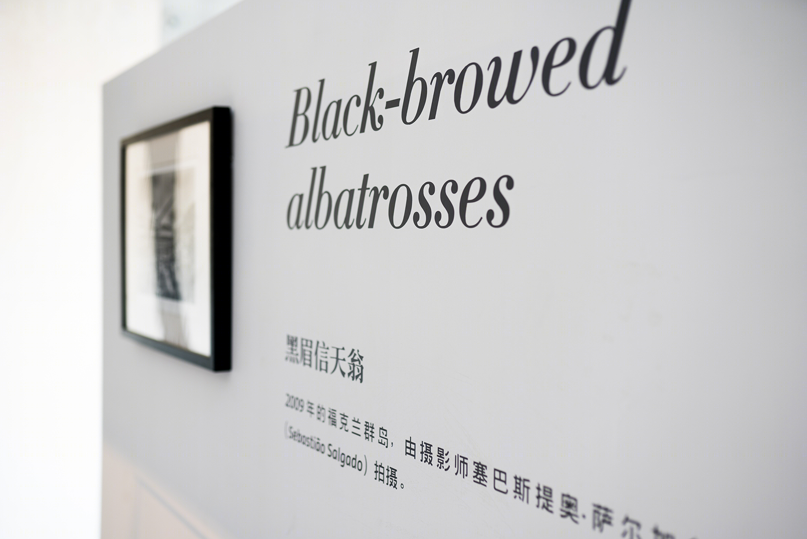 翻阅珍稀影像艺术馆谢子龙展-10