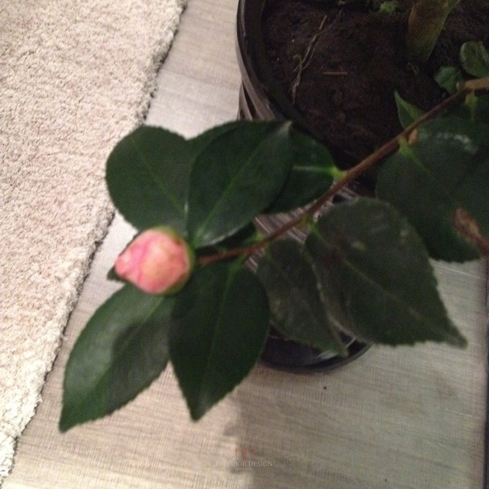 北京现代风格样板间“绽放”-28