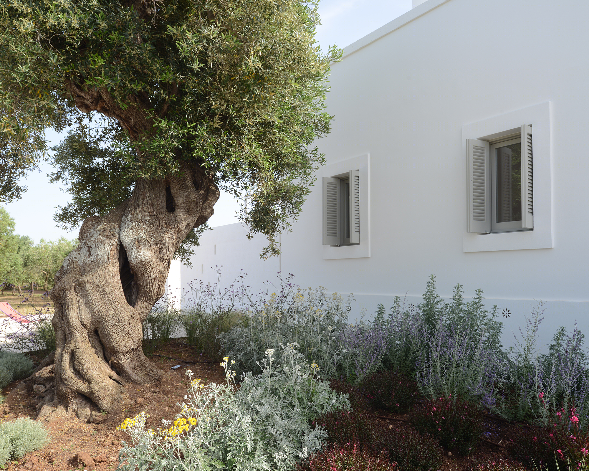 意大利百年橄榄园中的乡村别墅设计-21