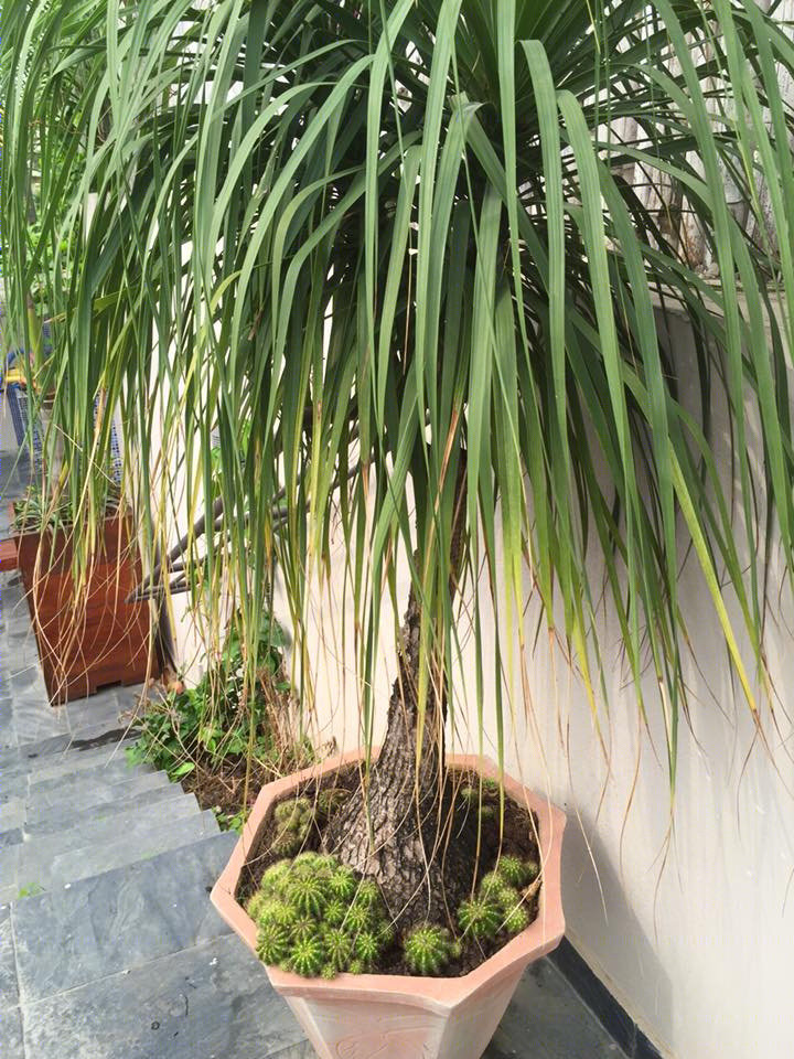 生态海滩别墅（Eco Beach Villa）-9