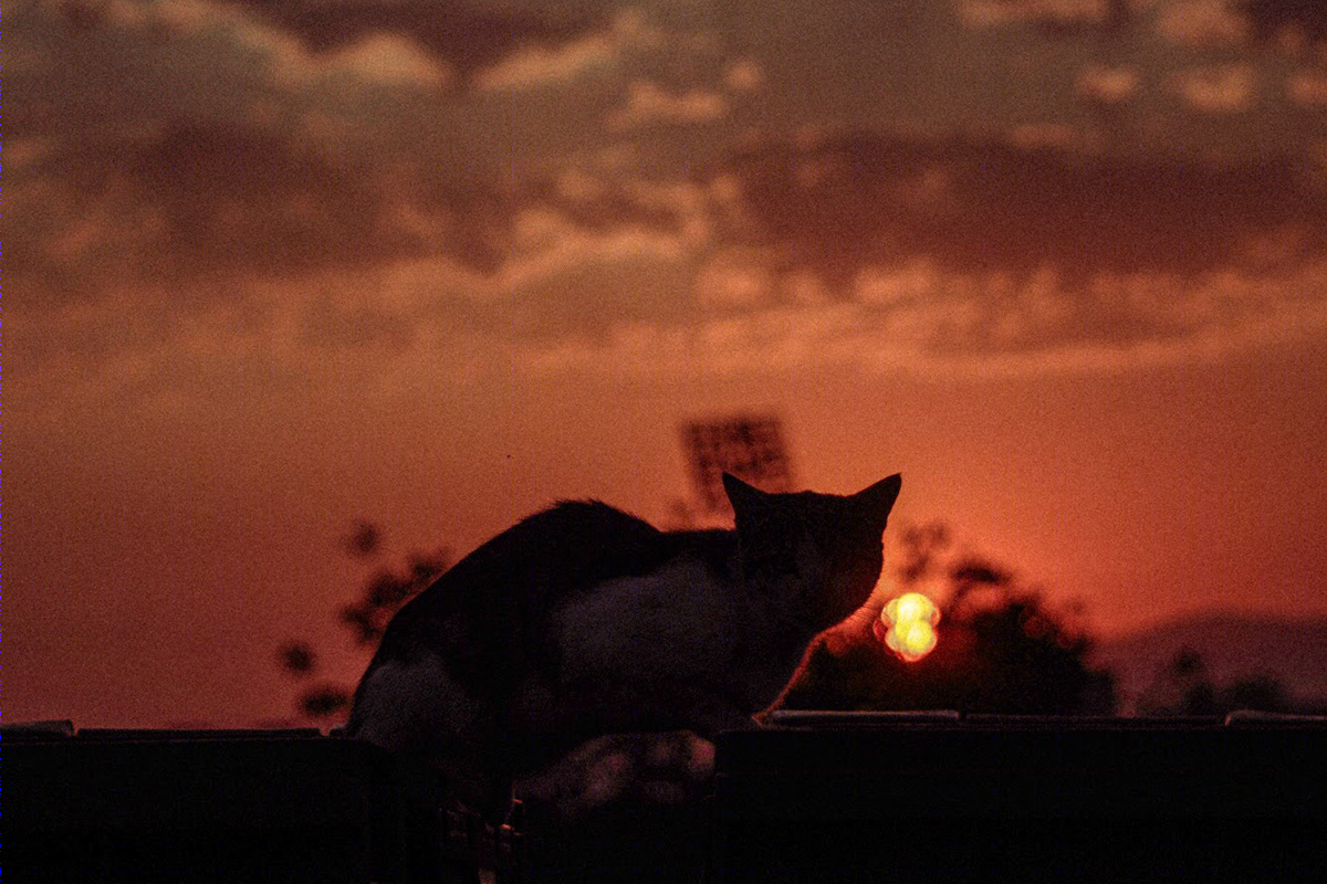 False Color Film Photography-6