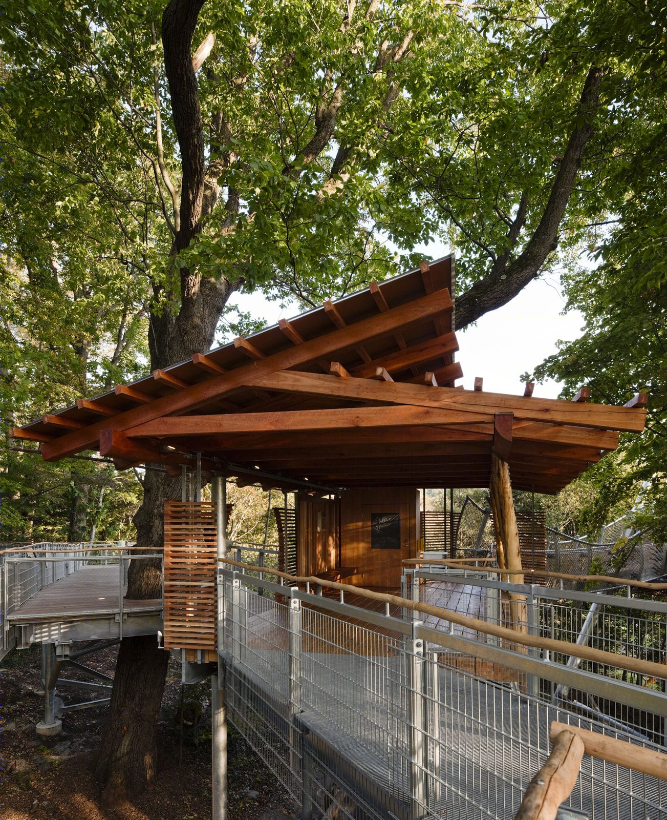 莫里斯植物园树梢装置丨Metcalfe Architecture & Design-5