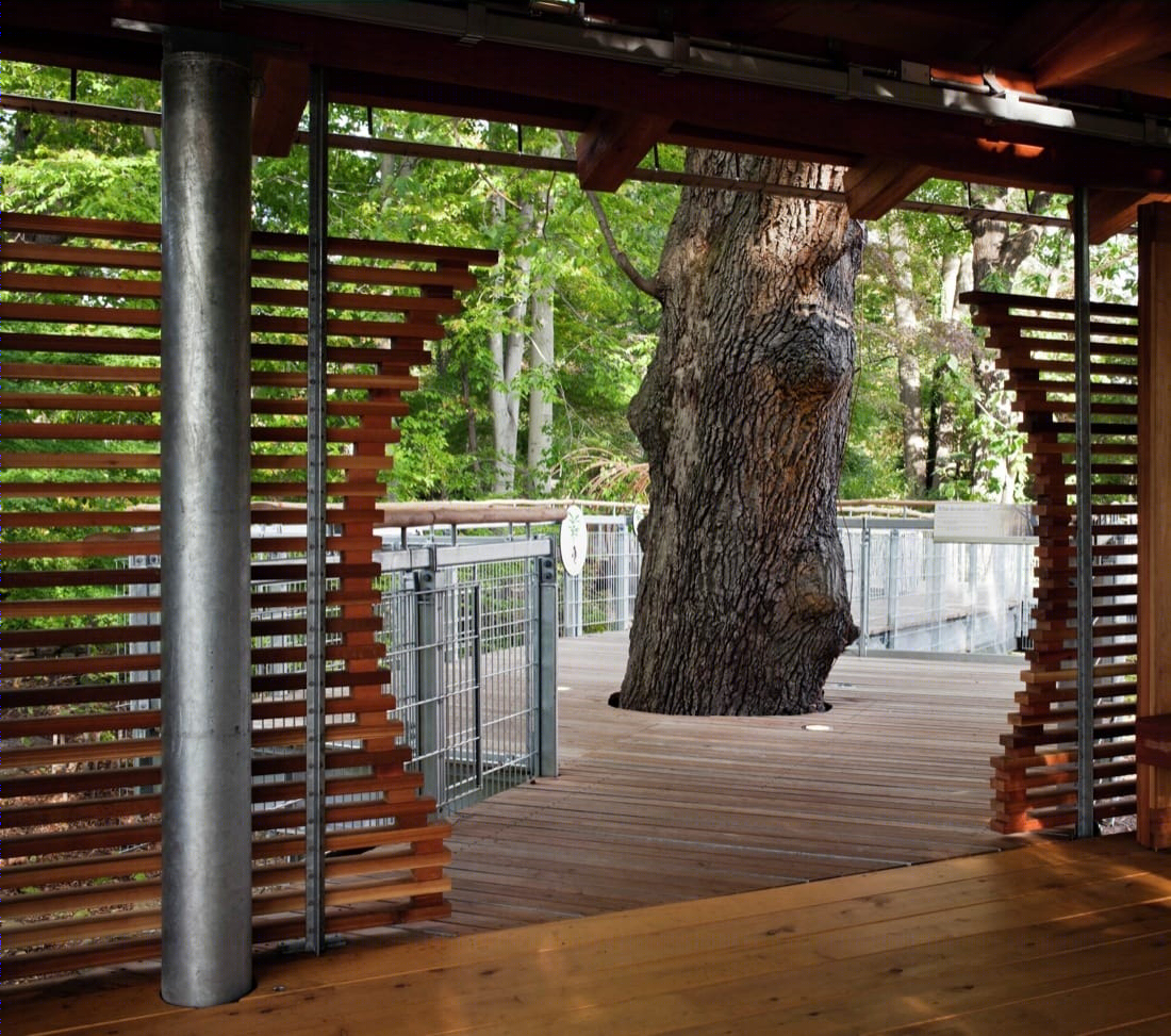 莫里斯植物园树梢装置丨Metcalfe Architecture & Design-6