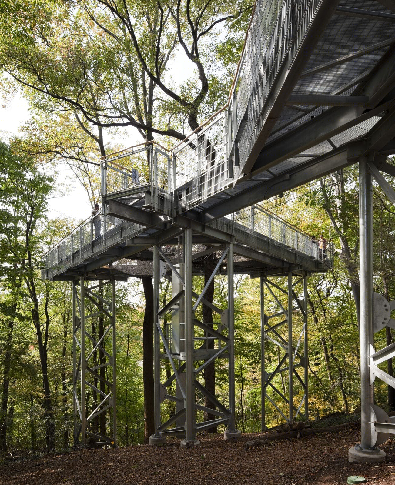 莫里斯植物园树梢装置丨Metcalfe Architecture & Design-17