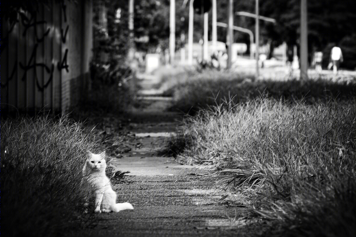 巴西利亚黑白街道丨巴西巴西利亚丨Rolling Stones-14