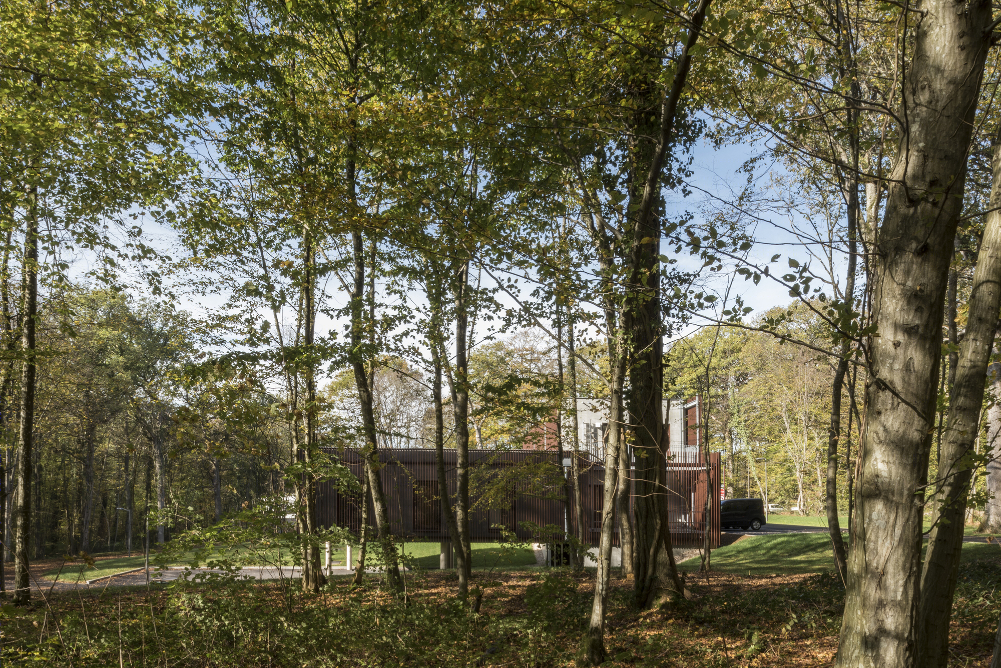 落叶林中的皮肤病实验室-43