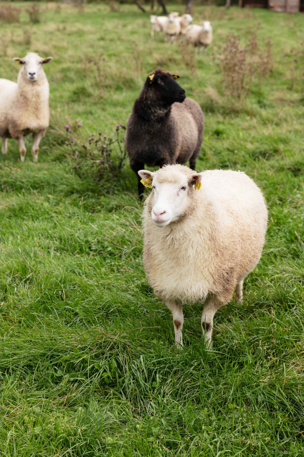 丹麦荒地上的农场别墅 | 自然与现代的完美融合-19